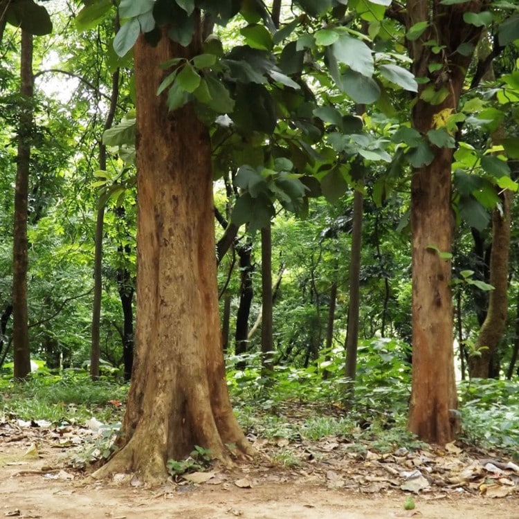 teak wood tree in forest