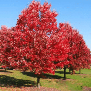 red oak tree