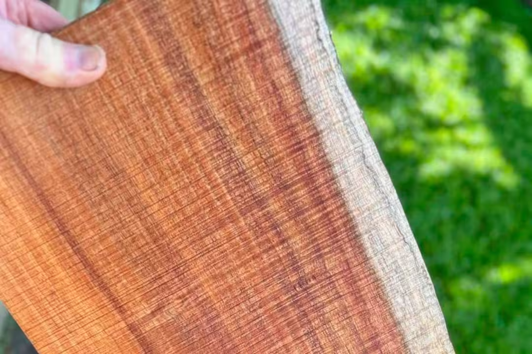 Australian Blackwood