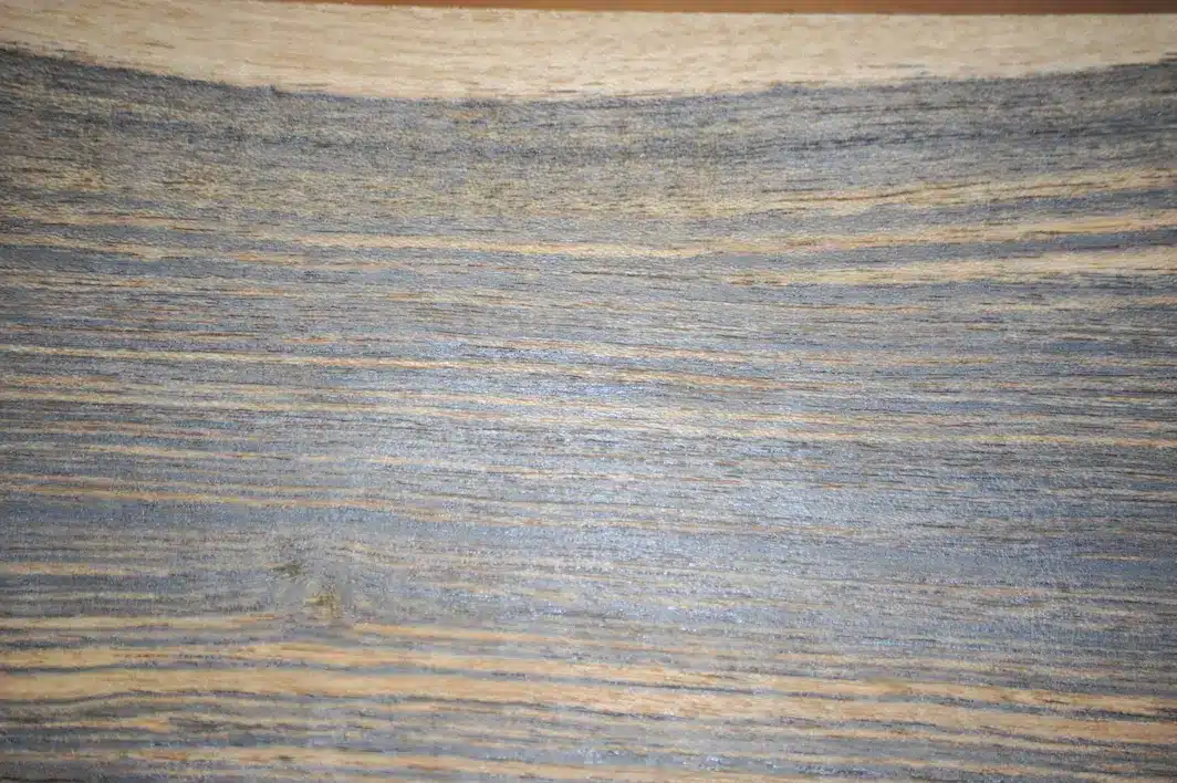 Bocote_(Cordia_elaeagnoides)