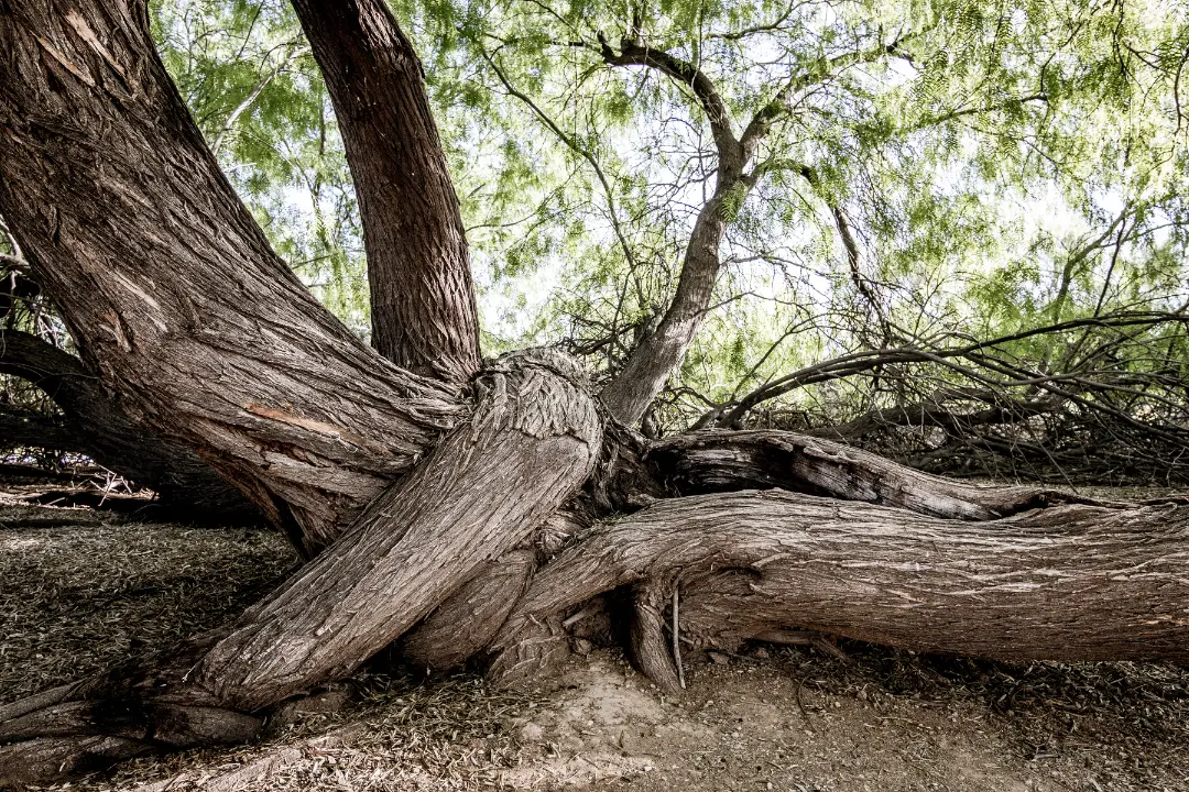 mesquite tree