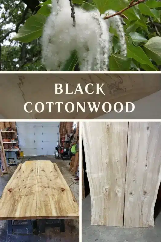 Black Cottonwood