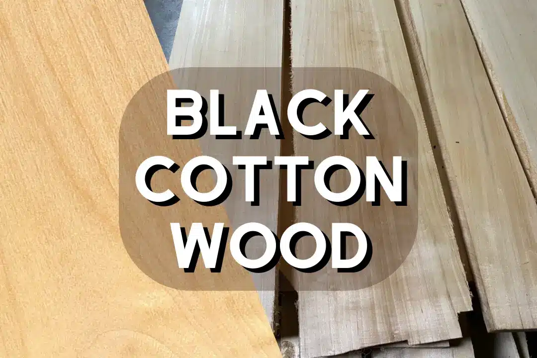 Black Cottonwood