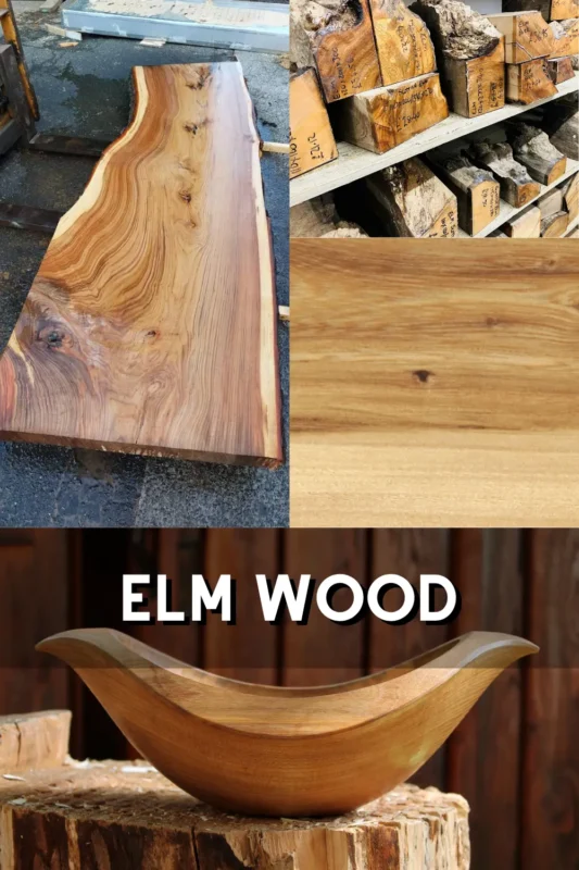 Elm Wood 1