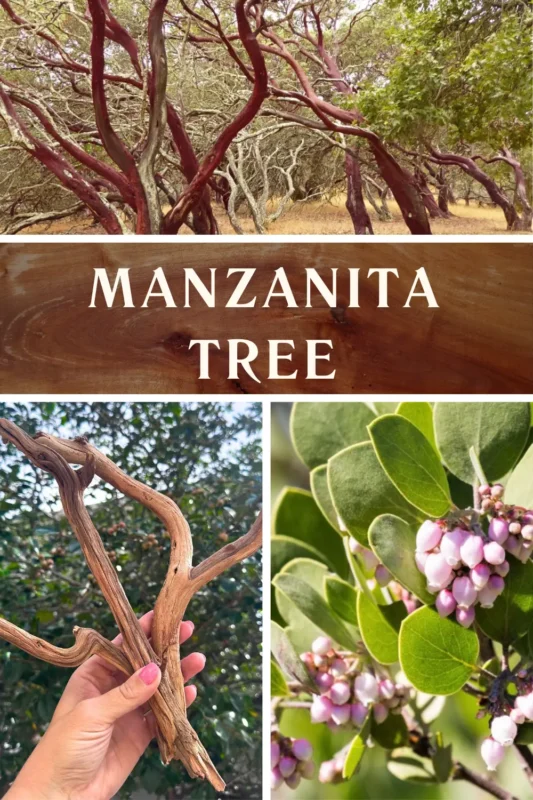 Manzanita Tree 1