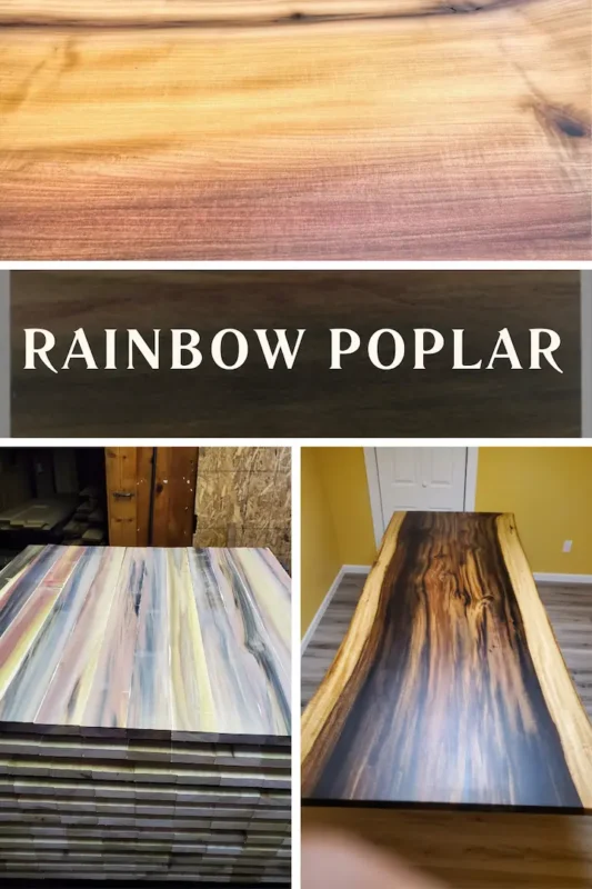 Rainbow Poplar 1