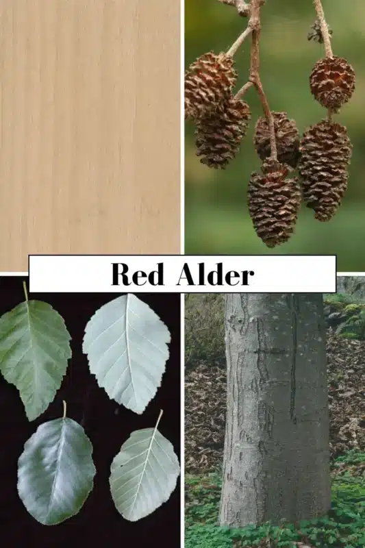 Red Alder tree and its features