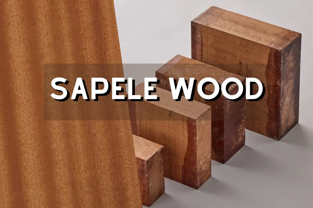 blending detailed annotations with vibrant illustrations of sapele wood