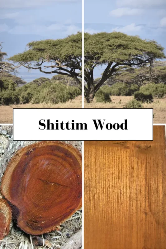Shittim Wood 1