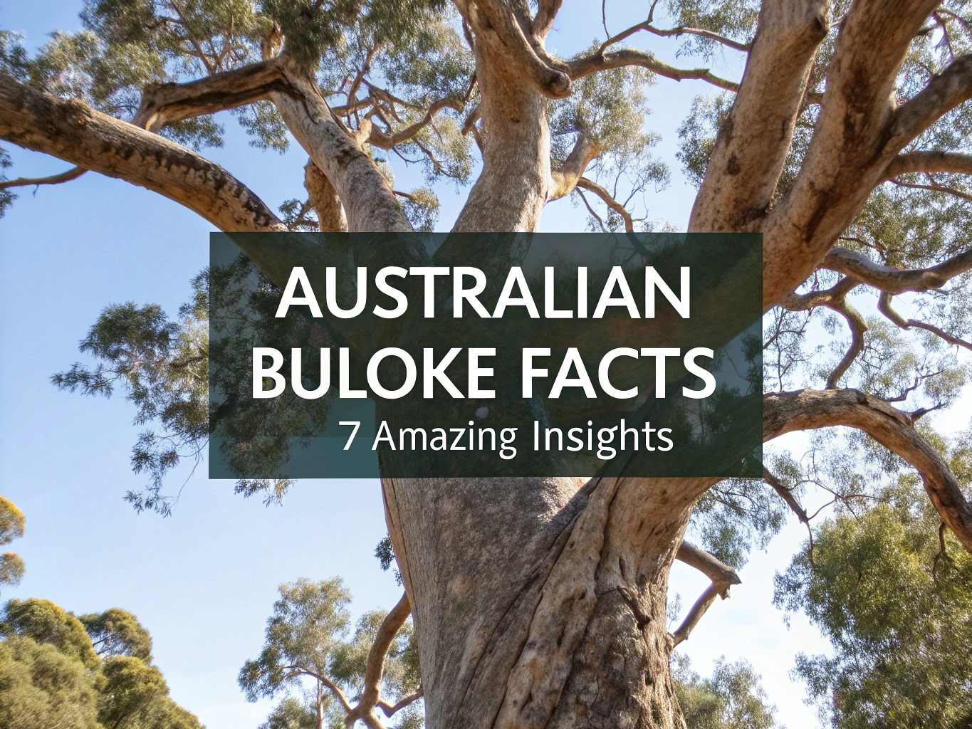 australian buloke