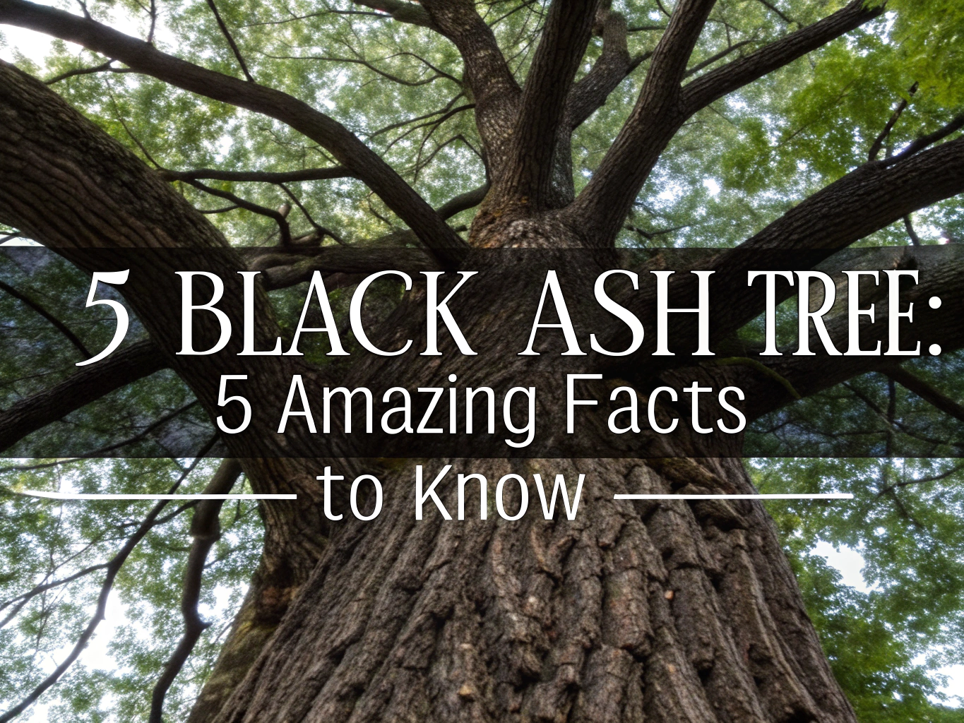 black ash tree