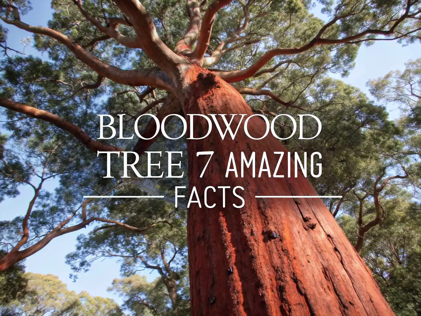 bloodwood tree