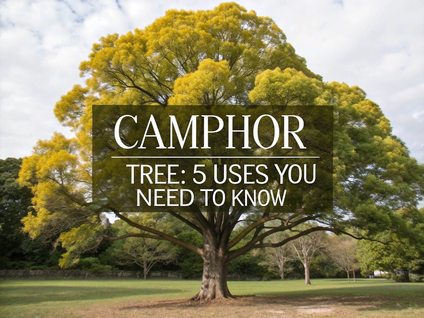 camphor tree