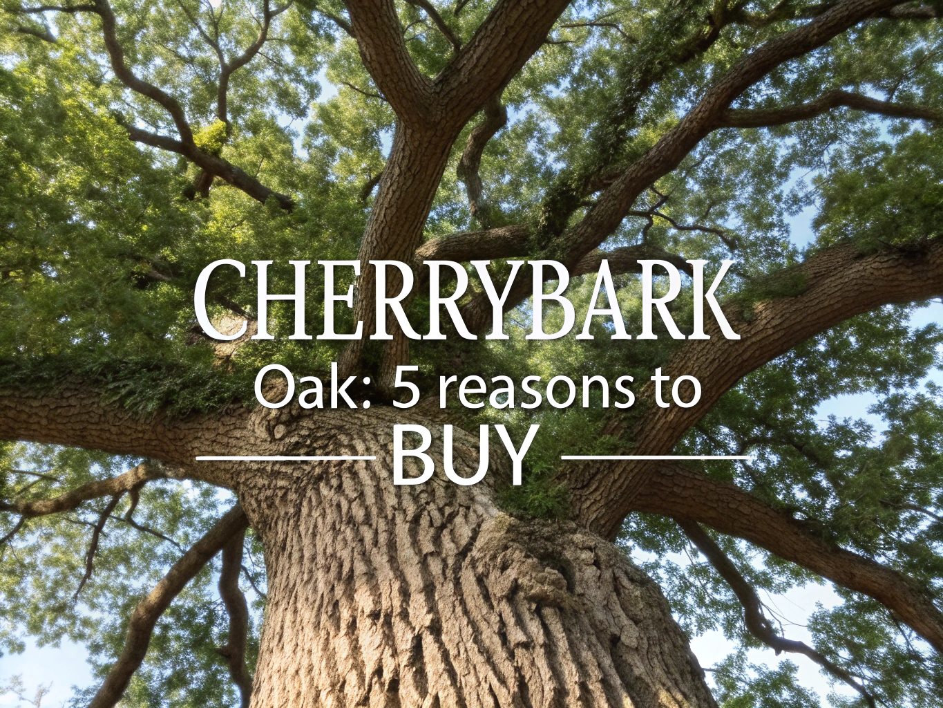 cherrybark oak