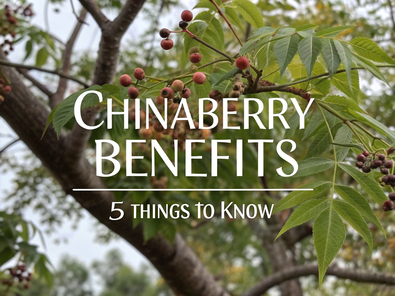 chinaberry