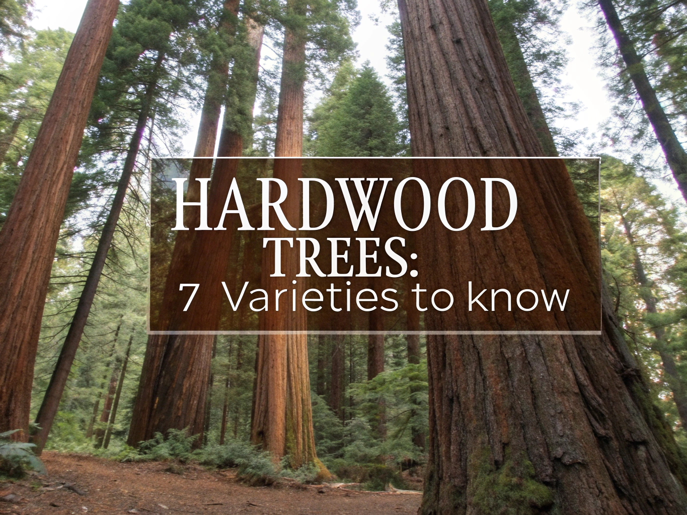 hardwood trees