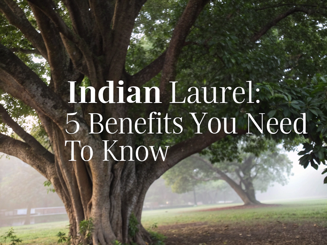 indian laurel