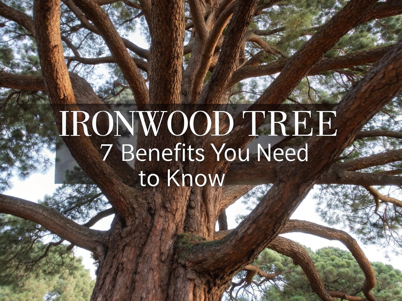 ironwood tree