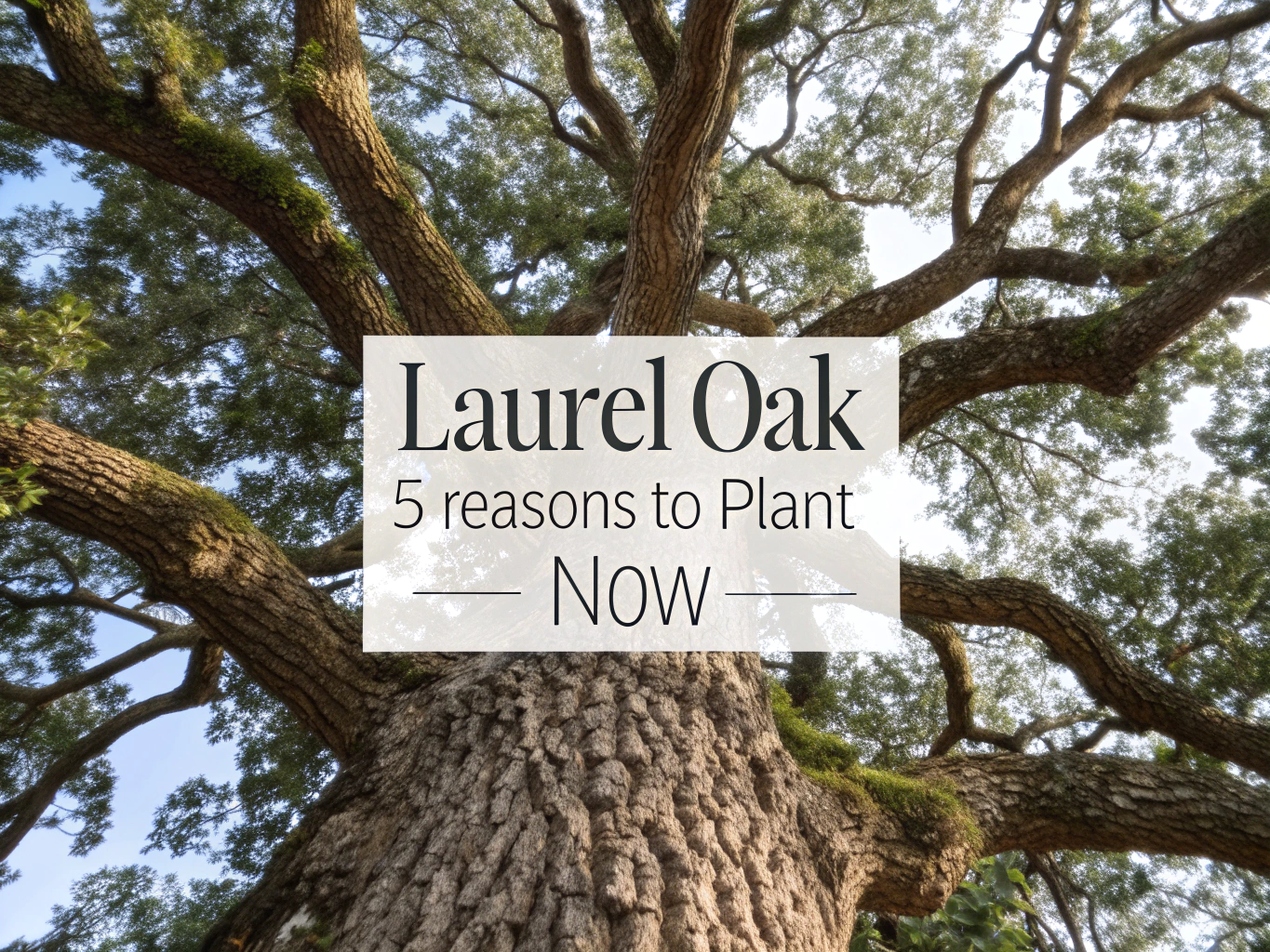 laurel oak
