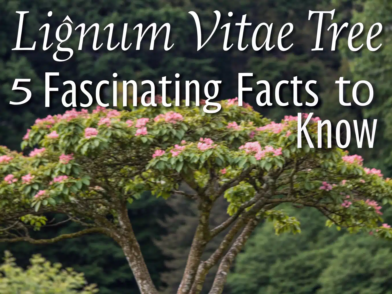 lignum vitae tree