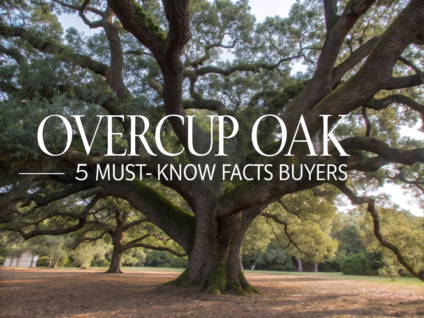 overcup oak