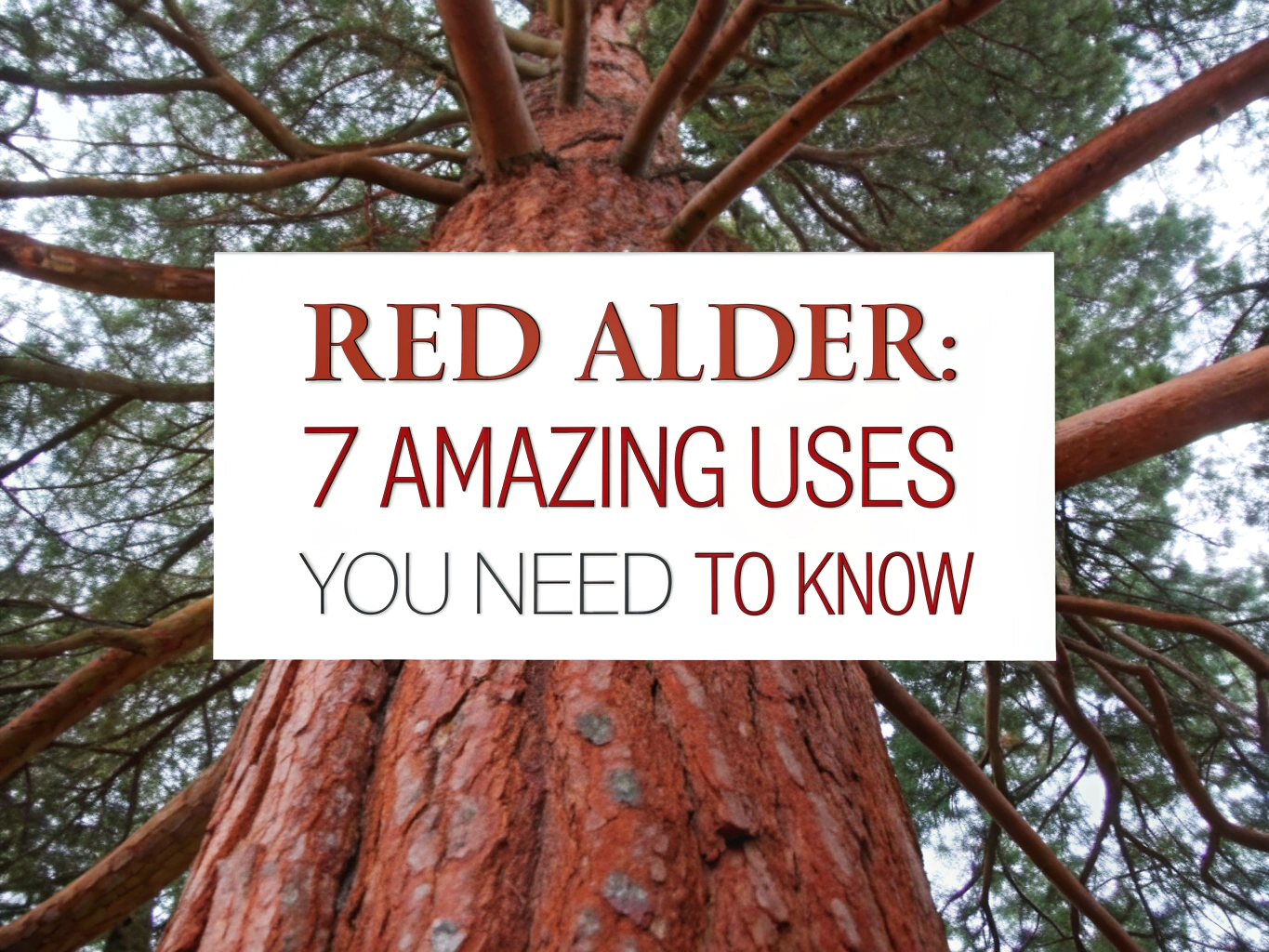 red alder