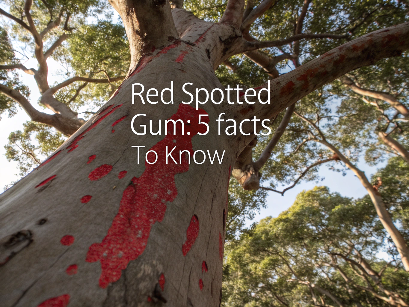 red spotted gum