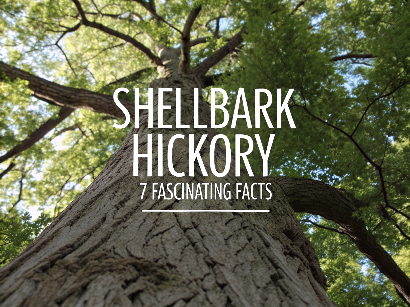 shellbark hickory