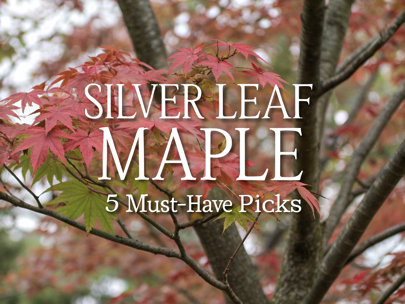 silver leaf maple