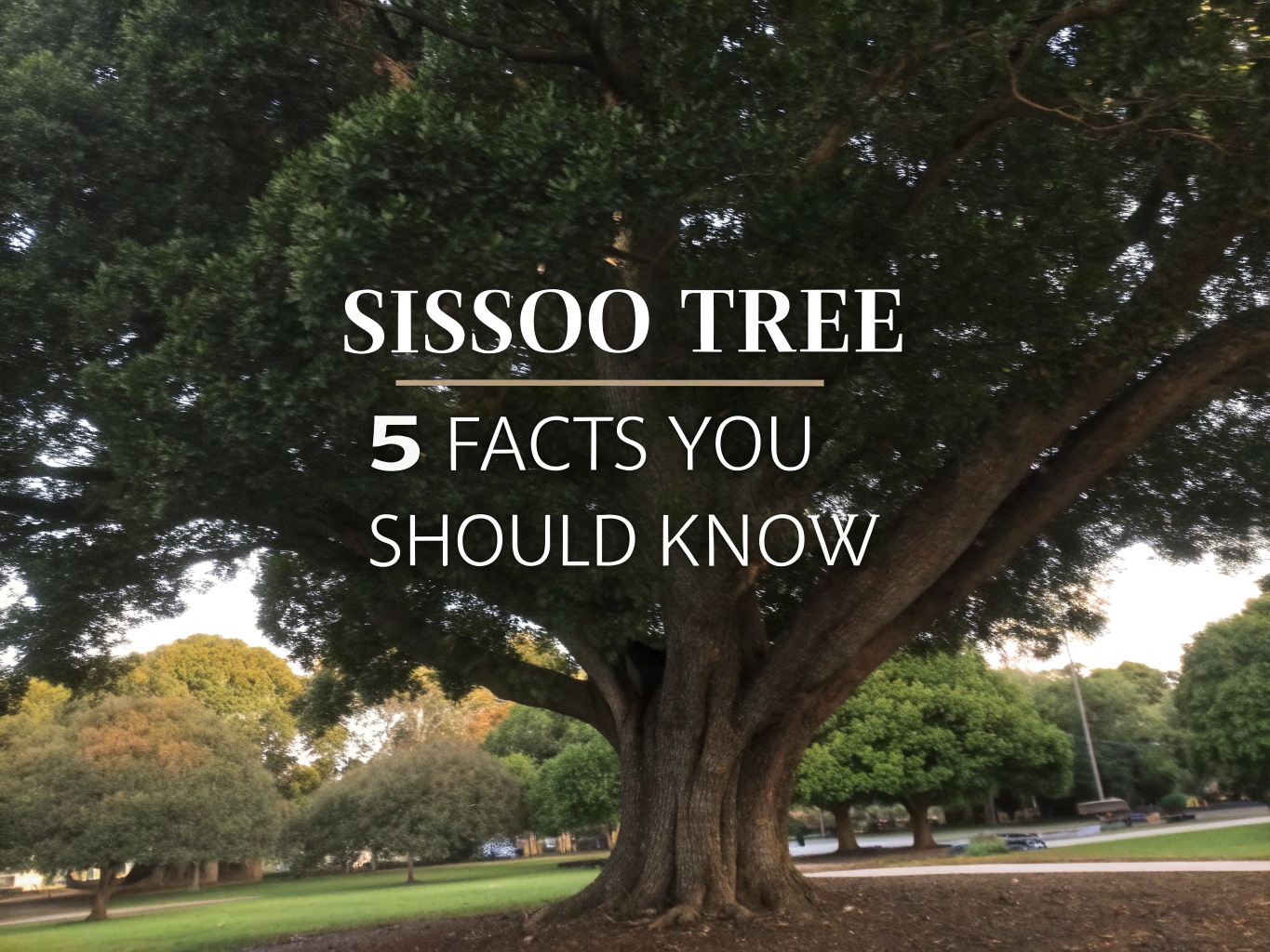 sissoo tree