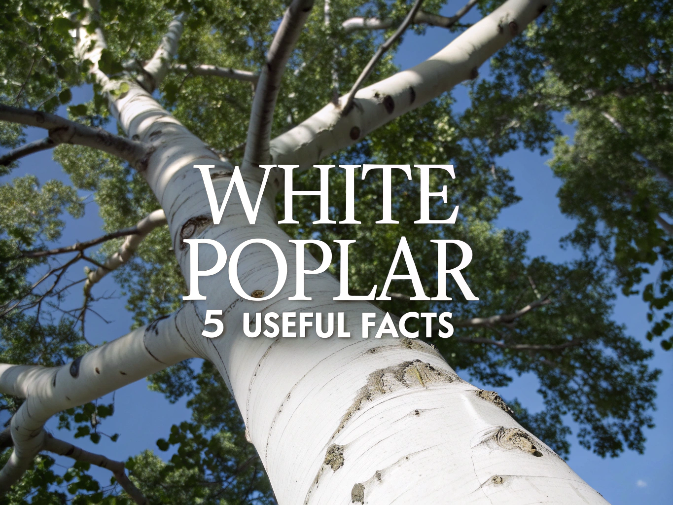 white poplar