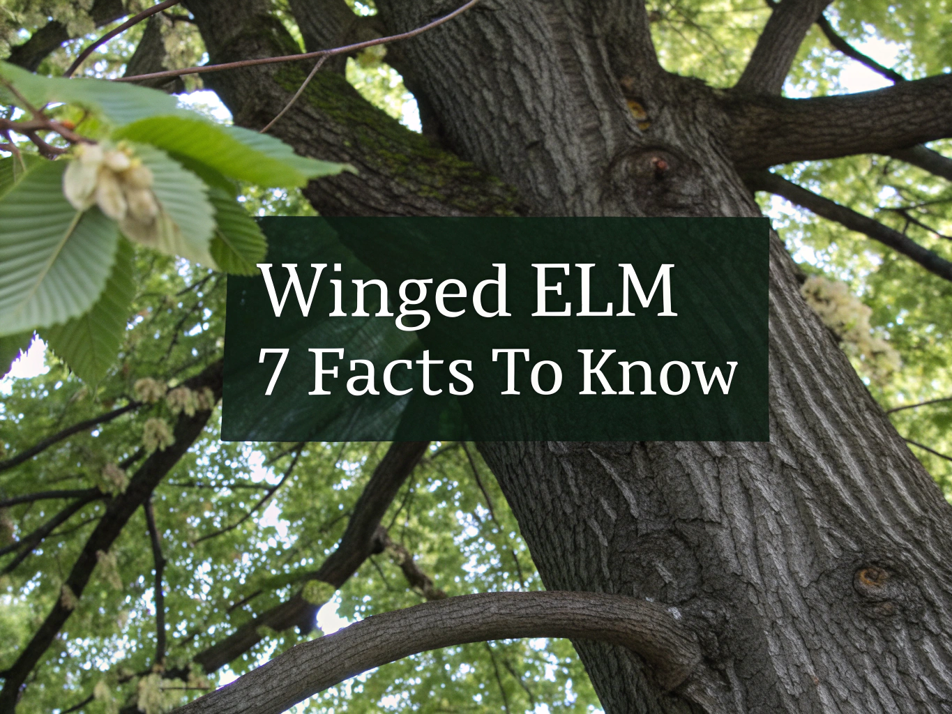 winged elm