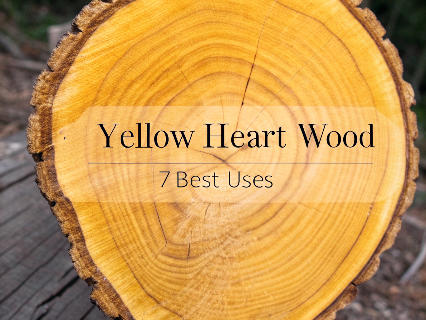 yellow heart wood