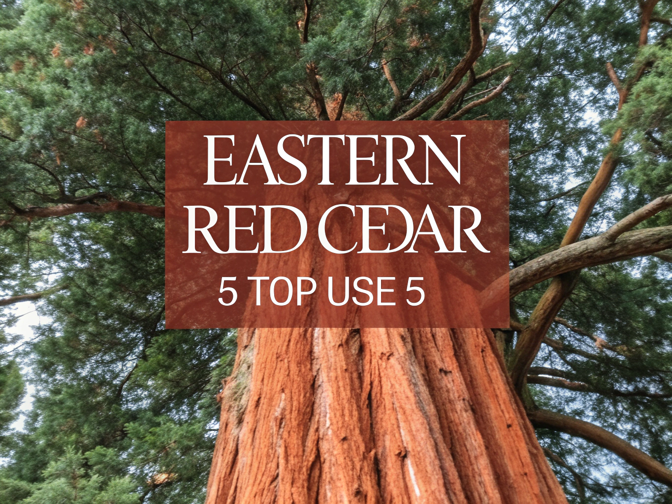 Eastern Red Cedar