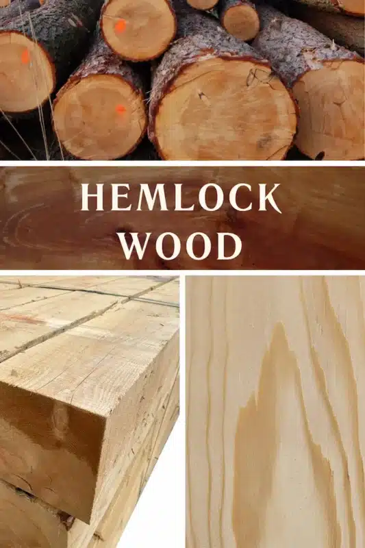 Hemlock Wood 1