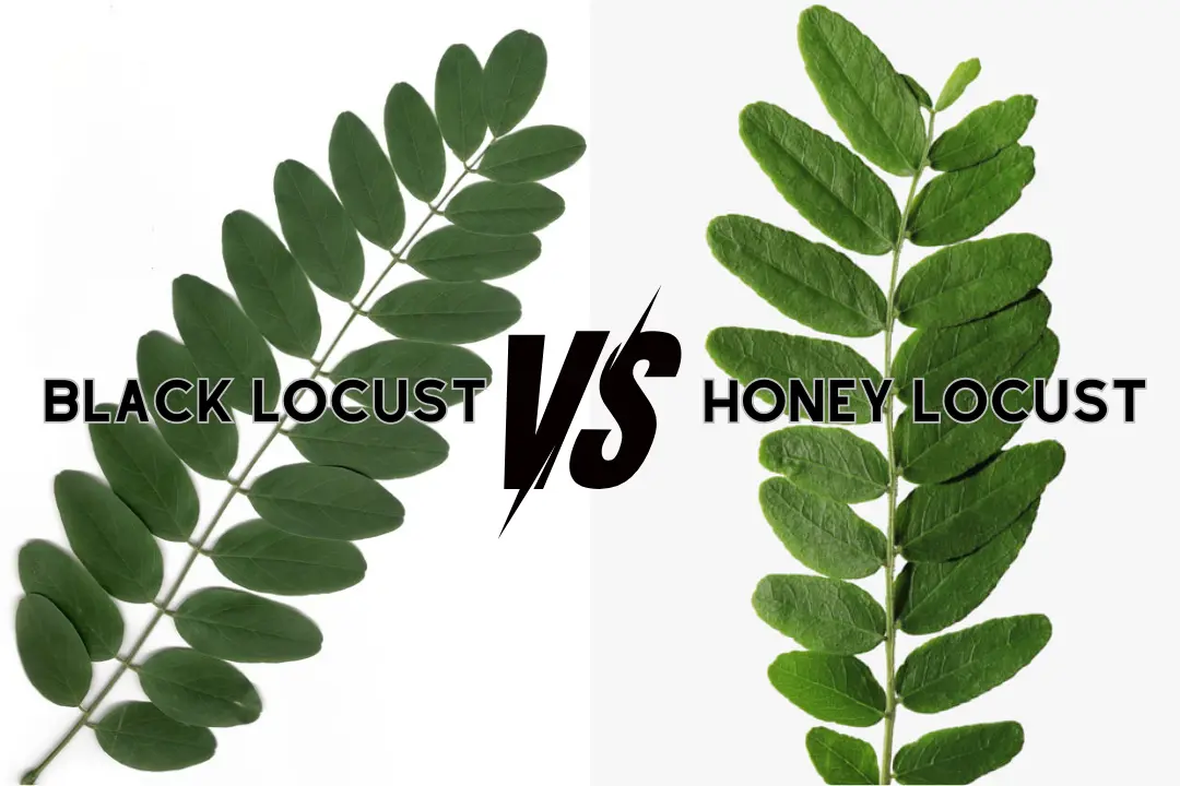 Honey Locust vs Black Locust