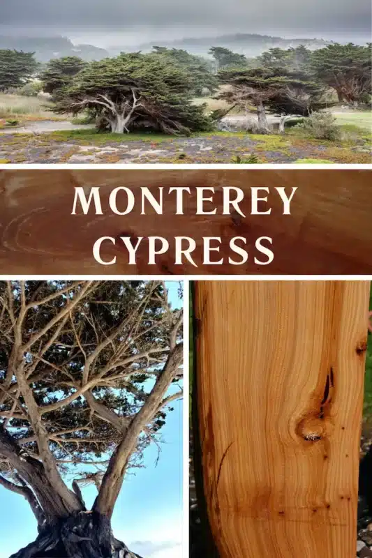 Monterey Cypress 1