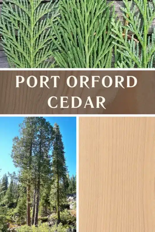 Port Orford Cedar 1