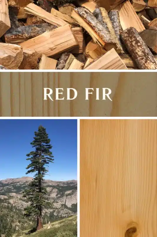 Red Fir 1
