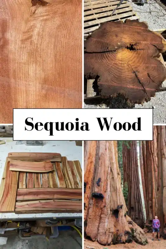 Sequoia Wood 1