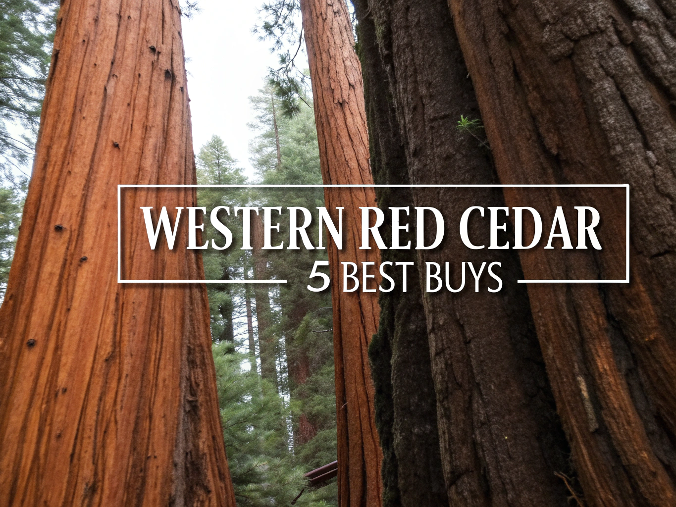 Western Red Cedar