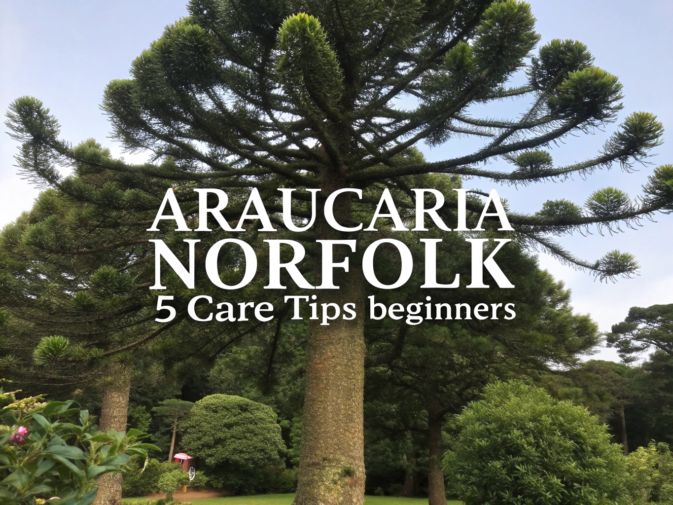 araucaria norfolk