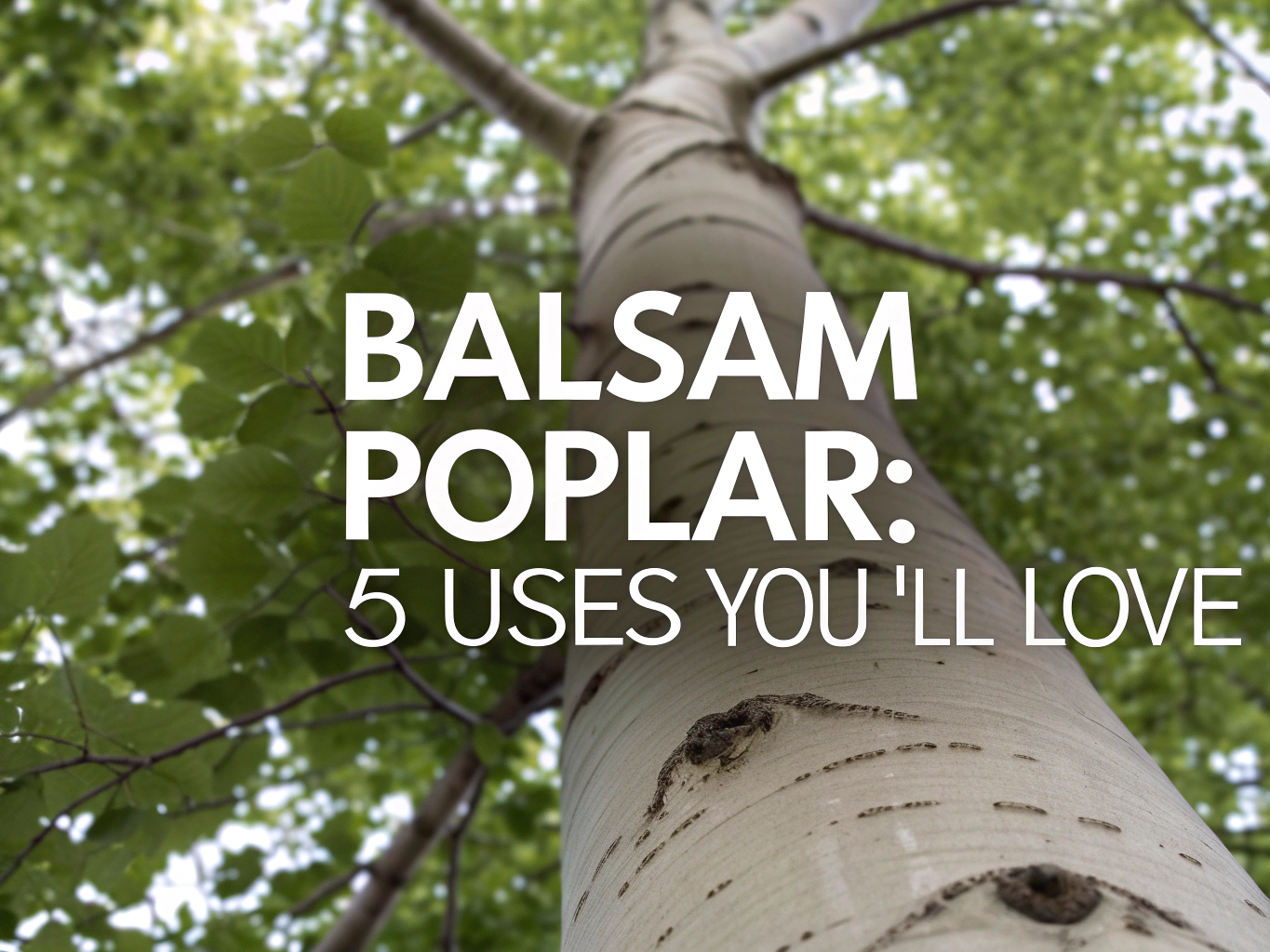 balsam poplar