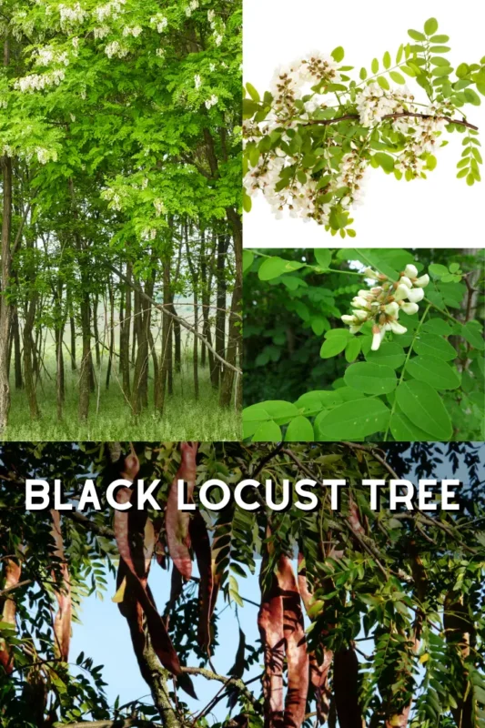 black locust tree 1