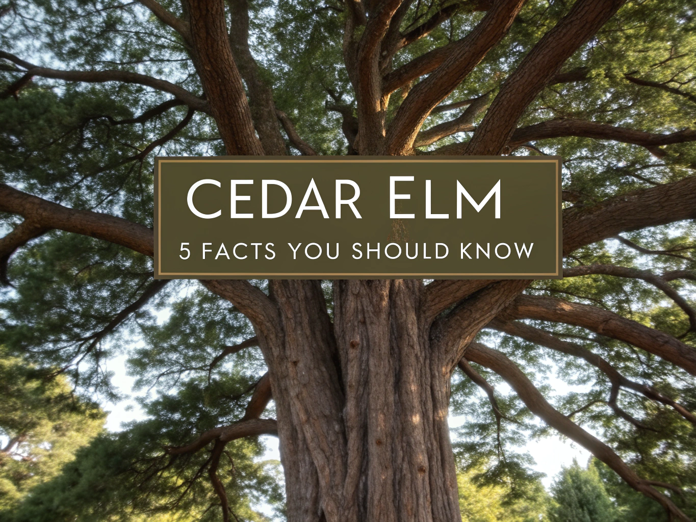 cedar elm