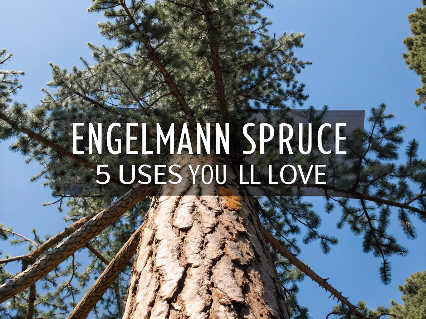 engelmann spruce