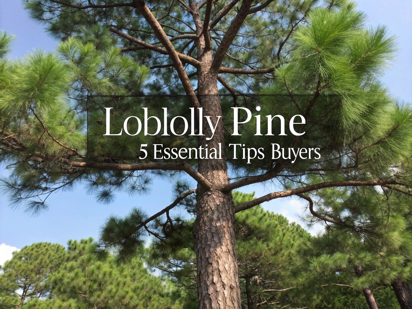 loblolly pine