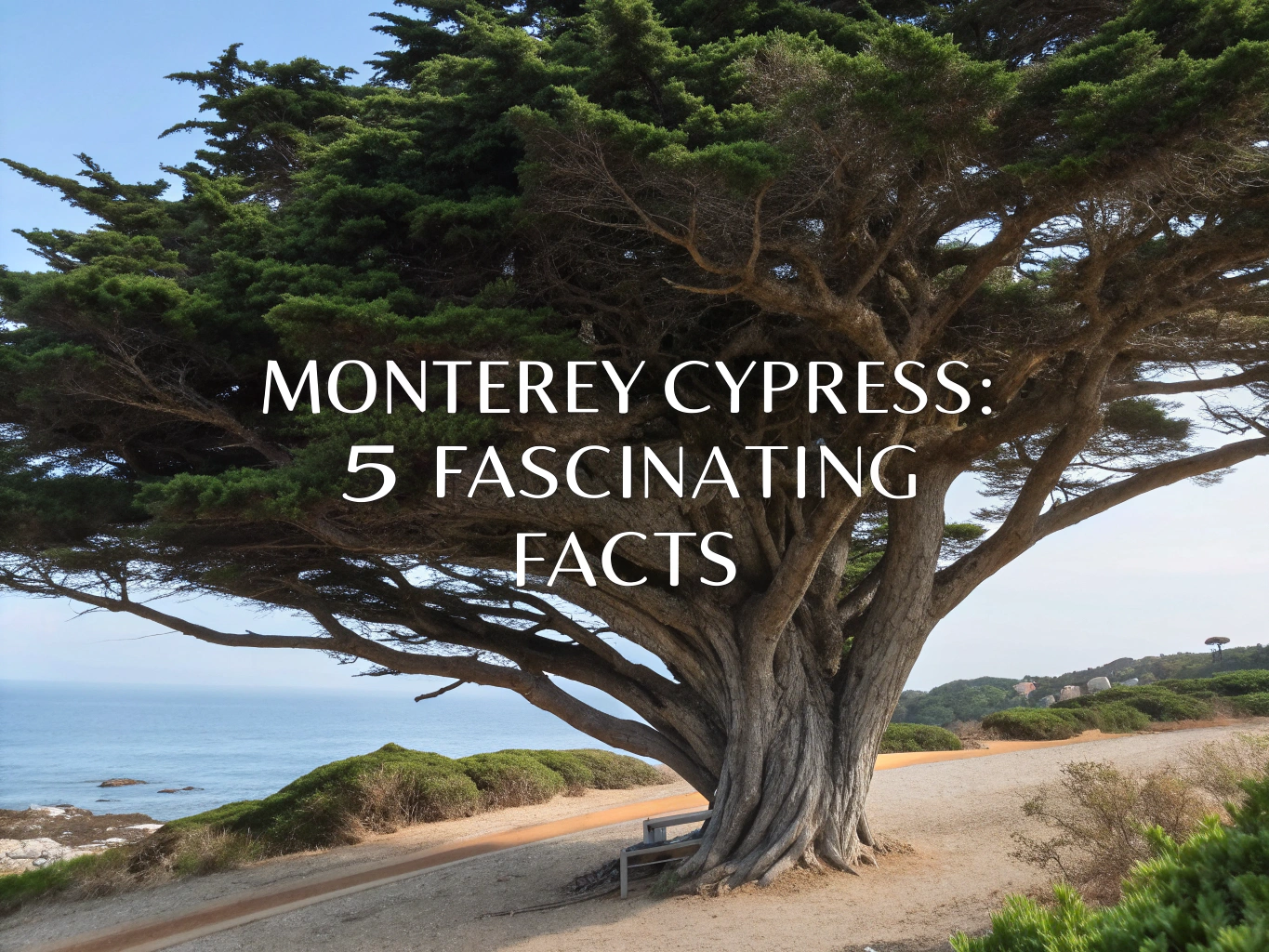 monterey cypress