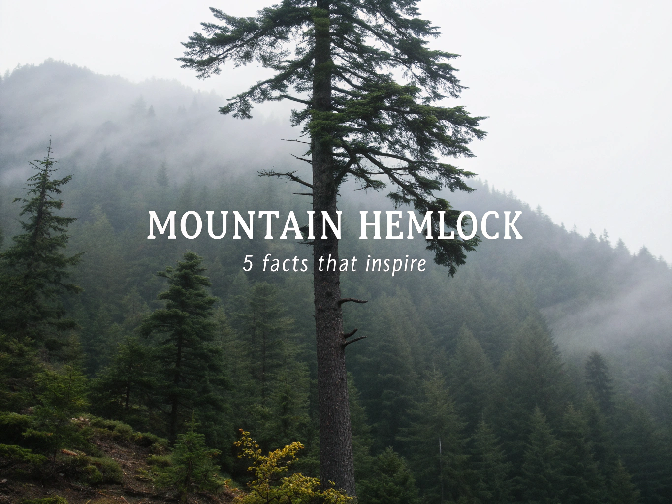 mountain hemlock