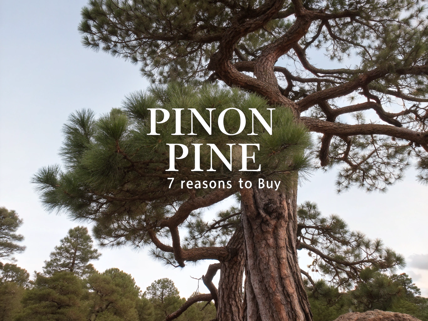 pinon pine